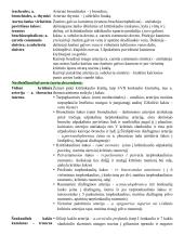 Širdies anatomija. Širdies ir krūtinės organų rentgenoanatominis vaizdas 10 puslapis