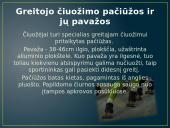 Žiemos Olimpinių žaidynių fizika 5 puslapis