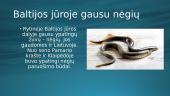 Baltijos jūra (skaidrės) 5 puslapis