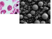 Mikroskopija (skaidrės) 10 puslapis