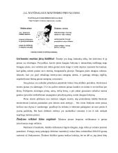 Vaiko žindymas 12 puslapis