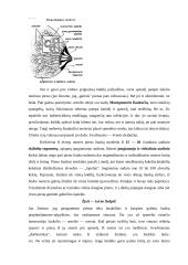 Vaiko žindymas 5 puslapis