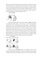 Vaiko žindymas 6 puslapis