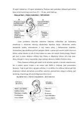 Vaiko žindymas 9 puslapis