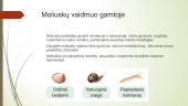 Moliuskai. Nariuotakojai  13 puslapis