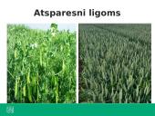 Ką tiria genetika? 11 puslapis