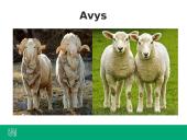 Ką tiria genetika? 13 puslapis