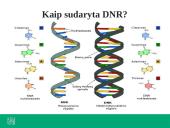 Ką tiria genetika? 17 puslapis