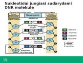 Ką tiria genetika? 18 puslapis