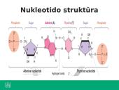 Ką tiria genetika? 20 puslapis