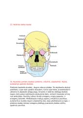 Anatomijos ir fiziologijos dalyko kontrolinio darbo Nr. 1 klausimai 11 puslapis