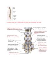 Anatomijos ir fiziologijos dalyko kontrolinio darbo Nr. 1 klausimai 6 puslapis