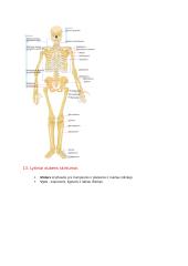 Anatomijos ir fiziologijos dalyko kontrolinio darbo Nr. 1 klausimai 9 puslapis