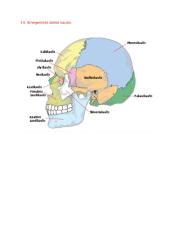 Anatomijos ir fiziologijos dalyko kontrolinio darbo Nr. 1 klausimai 10 puslapis