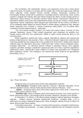 Valdymo funkcijos organizacijose 10 puslapis