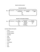 Anaerobai ir jų sukeliamos infekcijos 3 puslapis
