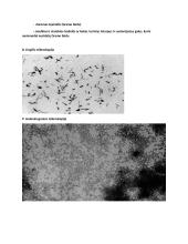 Anaerobai ir jų sukeliamos infekcijos 7 puslapis