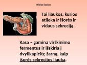 Liaukos žmogaus organizme 11 puslapis