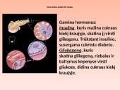 Liaukos žmogaus organizme 12 puslapis