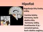 Liaukos žmogaus organizme 9 puslapis