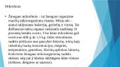 Odos normalios mikrofloros žemėlapis 4 puslapis