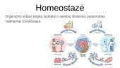 Skaidrės. Homeostazė 2 puslapis