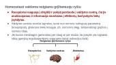 Skaidrės. Homeostazė 7 puslapis