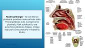 Kvėpavimo organų sistema (skaidrės) 12 puslapis