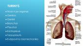Kvėpavimo organų sistema (skaidrės) 3 puslapis
