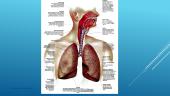 Kvėpavimo organų sistema (skaidrės) 8 puslapis