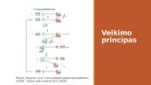 DNR pagausinimas ne PGR būdu ir galimas panaudojimas žmogaus genomo tyrimuose 6 puslapis