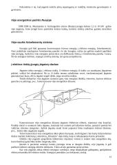 Vėjo energija. Vėjo energijos panaudojimas 13 puslapis