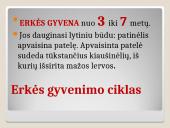 Erkės. Kaip apsisaugoti 2 puslapis