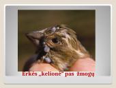 Erkės. Kaip apsisaugoti 11 puslapis