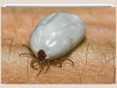 Erkės. Kaip apsisaugoti 14 puslapis