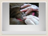 Erkės. Kaip apsisaugoti 17 puslapis