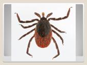 Erkės. Kaip apsisaugoti 6 puslapis