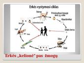 Erkės. Kaip apsisaugoti 10 puslapis