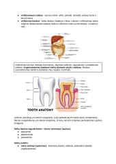 Virškinimo fiziologija. Konspektas 3 puslapis