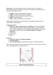 Virškinimo fiziologija. Konspektas 7 puslapis