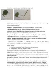 Konspektas - Medžiagų apykaita ir pernaša augaluose 15 puslapis