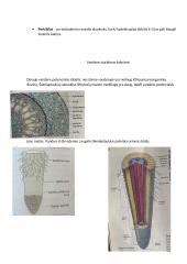 Konspektas - Medžiagų apykaita ir pernaša augaluose 4 puslapis