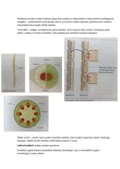 Konspektas - Medžiagų apykaita ir pernaša augaluose 10 puslapis