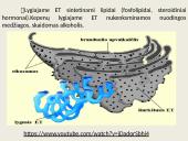 Eukariotų ląstelės 12 puslapis