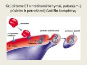 Eukariotų ląstelės 13 puslapis
