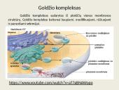 Eukariotų ląstelės 14 puslapis
