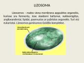 Eukariotų ląstelės 15 puslapis