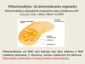 Eukariotų ląstelės 16 puslapis
