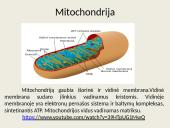 Eukariotų ląstelės 17 puslapis