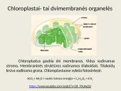 Eukariotų ląstelės 19 puslapis